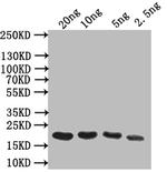 OBP Polyclonal Antibody