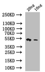 psaA Polyclonal Antibody