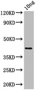 E. coli (strain K12/DH10B) NfuA Antibody in Western Blot (WB)