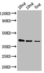 gag-pol Polyclonal Antibody