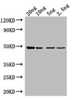 Tet Polyclonal Antibody