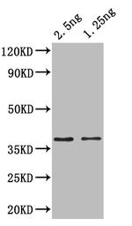 ihfA Polyclonal Antibody