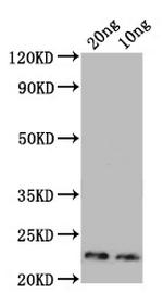 Der p 23 Polyclonal Antibody