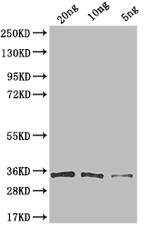 VSV-G Tag Polyclonal Antibody