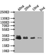 Adenovirus Type 5 E3 Polyclonal Antibody