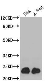 ASPZODRAFT_1728931 Polyclonal Antibody
