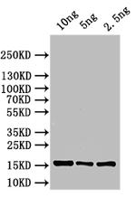 ASPZODRAFT_1728931 Polyclonal Antibody