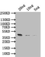 Arginine kinase Polyclonal Antibody