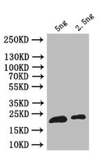 ribH Antibody in Western Blot (WB)