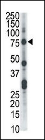 CLK2 Antibody in Western Blot (WB)