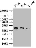 HERVK-113 Antibody in Western Blot (WB)