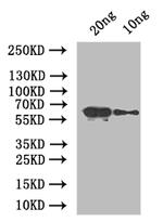 At5g42100 Polyclonal Antibody