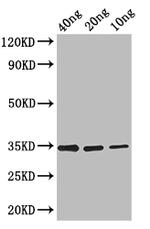 FMRFaR Polyclonal Antibody
