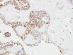 CD146 Antibody in Immunohistochemistry (Paraffin) (IHC (P))