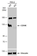 CD146 Antibody in Western Blot (WB)