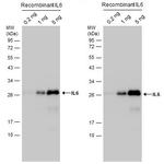 IL-6 Antibody in Western Blot (WB)
