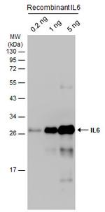 IL-6 Antibody in Western Blot (WB)
