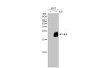 IL-6 Polyclonal Antibody