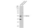 ALDH1A2 Antibody in Western Blot (WB)