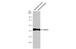 beta Actin Antibody in Western Blot (WB)