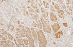 GAPDH Antibody in Immunohistochemistry (Paraffin) (IHC (P))