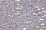 GAPDH Antibody in Immunohistochemistry (Paraffin) (IHC (P))