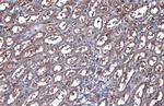 GAPDH Antibody in Immunohistochemistry (Paraffin) (IHC (P))