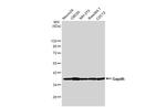GAPDH Antibody in Western Blot (WB)