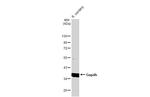 GAPDH Antibody in Western Blot (WB)