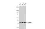 GAPDH Antibody in Western Blot (WB)