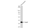 GAPDH Antibody in Western Blot (WB)