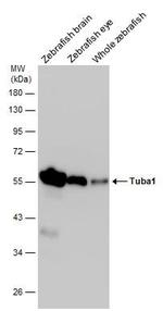 alpha Tubulin Antibody in Western Blot (WB)