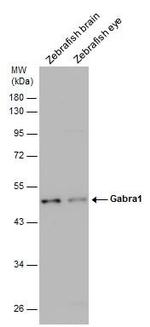 GABRA1 Polyclonal Antibody