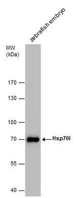 HSP70 Polyclonal Antibody
