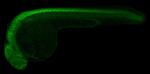 GFAP Antibody in Immunohistochemistry (IHC)