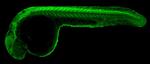 GFAP Antibody in Immunohistochemistry (IHC)