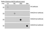 H4K20me1 Antibody in Dot Blot (DB)