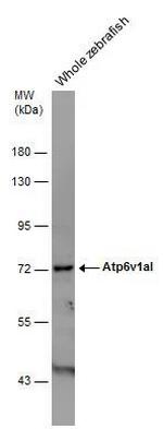 ATP6V1A Antibody in Western Blot (WB)