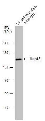 USP13 Polyclonal Antibody