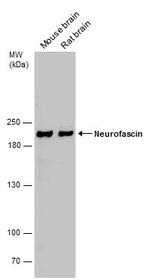 Neurofascin Polyclonal Antibody