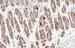 Ghrelin Polyclonal Antibody
