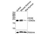 CD3 Antibody in Western Blot (WB)
