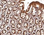 PSMB7 Antibody in Immunohistochemistry (Paraffin) (IHC (P))