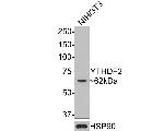 YTHDF2 Antibody in Western Blot (WB)