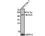 WNT10A Polyclonal Antibody