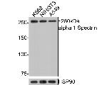 Spectrin alpha-1 Polyclonal Antibody