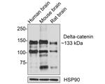 Catenin delta-2 Polyclonal Antibody