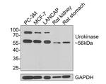 Urokinase Antibody in Western Blot (WB)