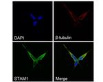 STAM Polyclonal Antibody
