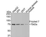 FZD7 Antibody in Western Blot (WB)